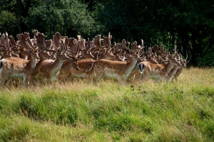 1243971_deer