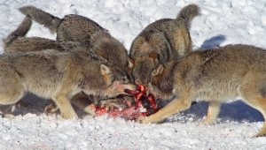 1359499_wolf