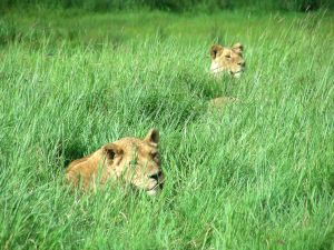 720704_lioness_1