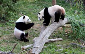 848824_pandas_at_play