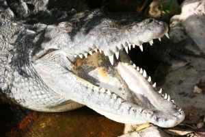 924257_crocodile_1
