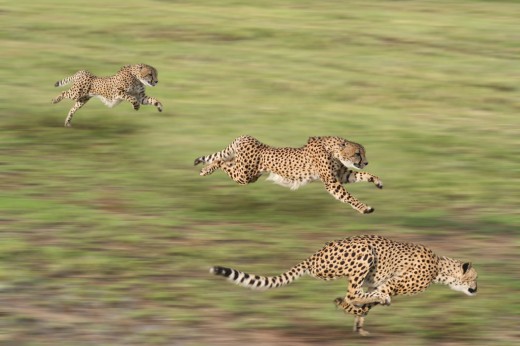 cheetahs_000010587745Medium